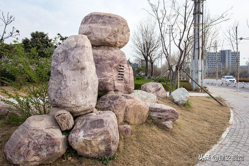 室内绿植盆栽，龟甲草的世界