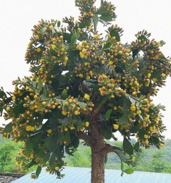 室内绿植盆栽火龙果的种植与养护