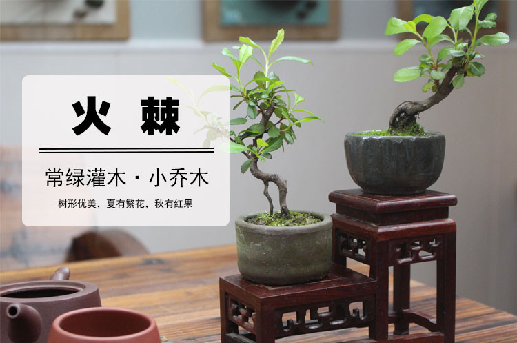 室内盆栽苔藓花卉绿植，美化居室的理想选择