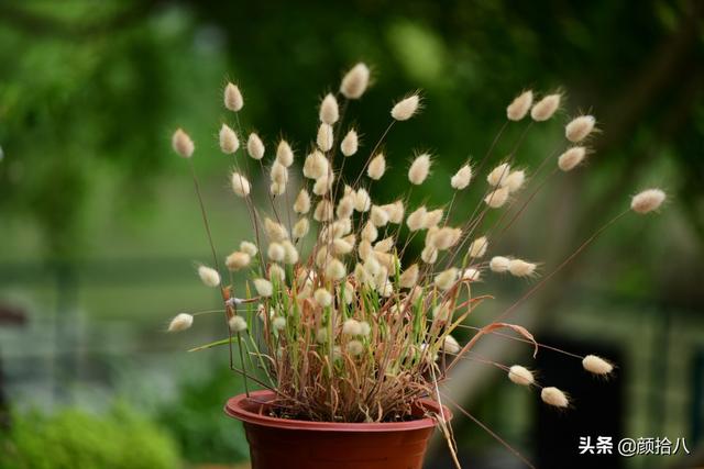 室内绿植盆栽之选，兔尾草的独特魅力