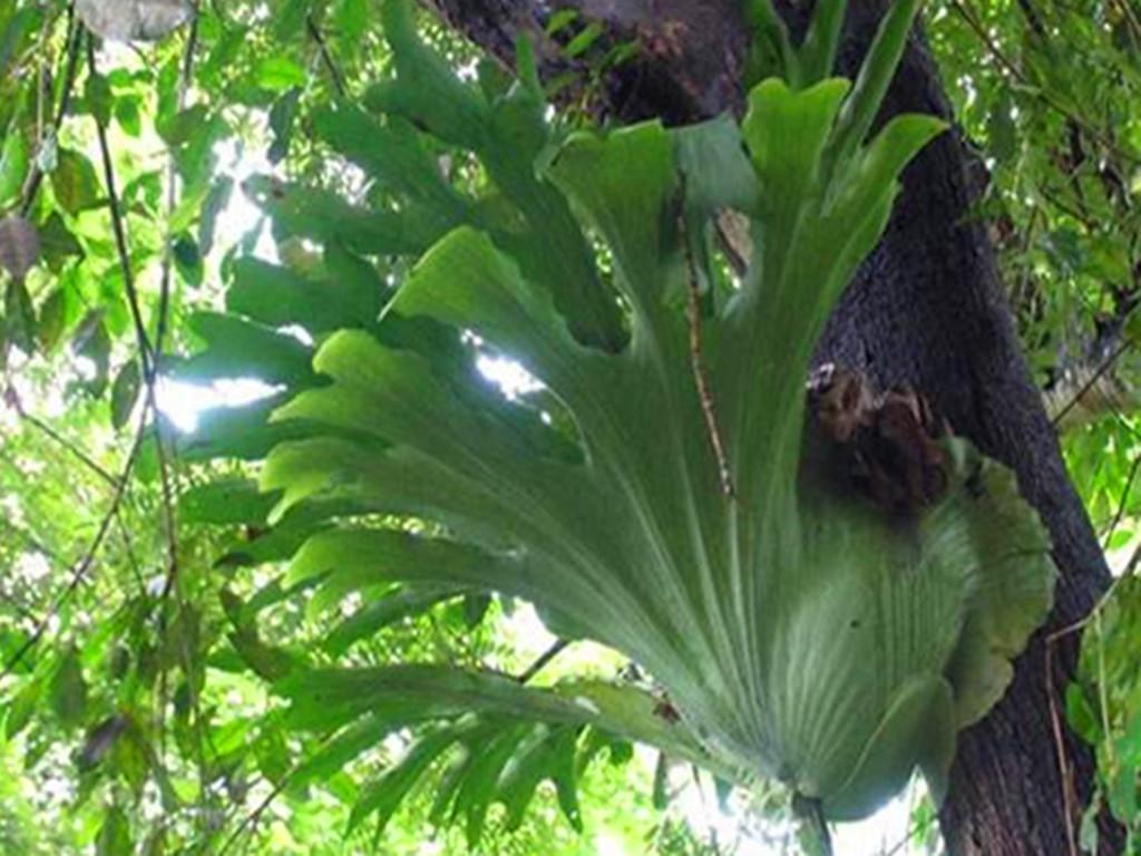 室内绿植盆栽鹿角蕨的独特魅力