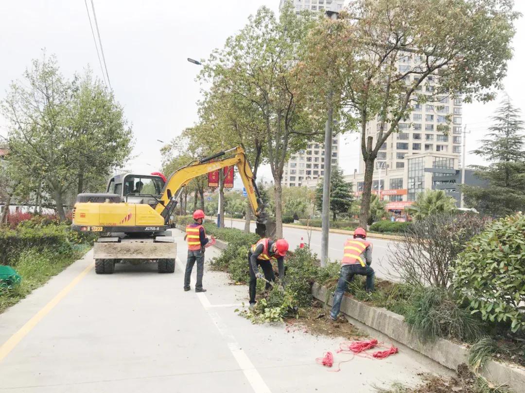 办公室盆栽绿植的移除方法，考虑因素与实际操作步骤