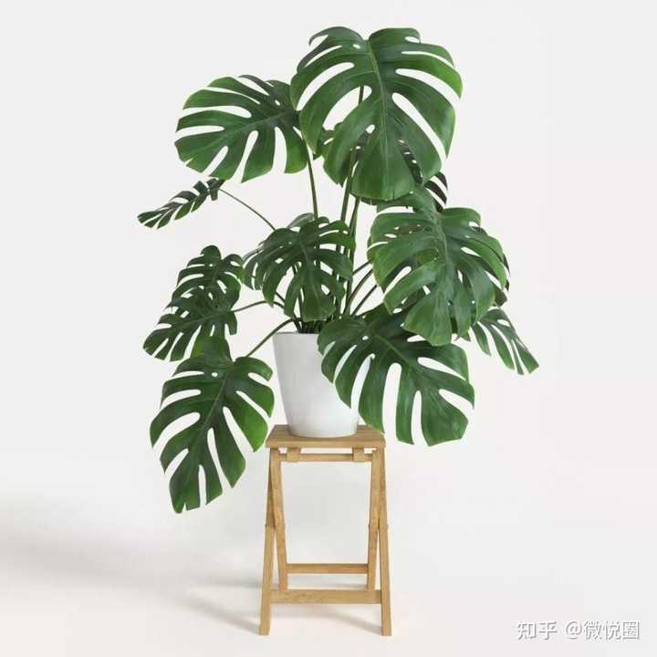 绿植盆栽，北方室内的理想选择