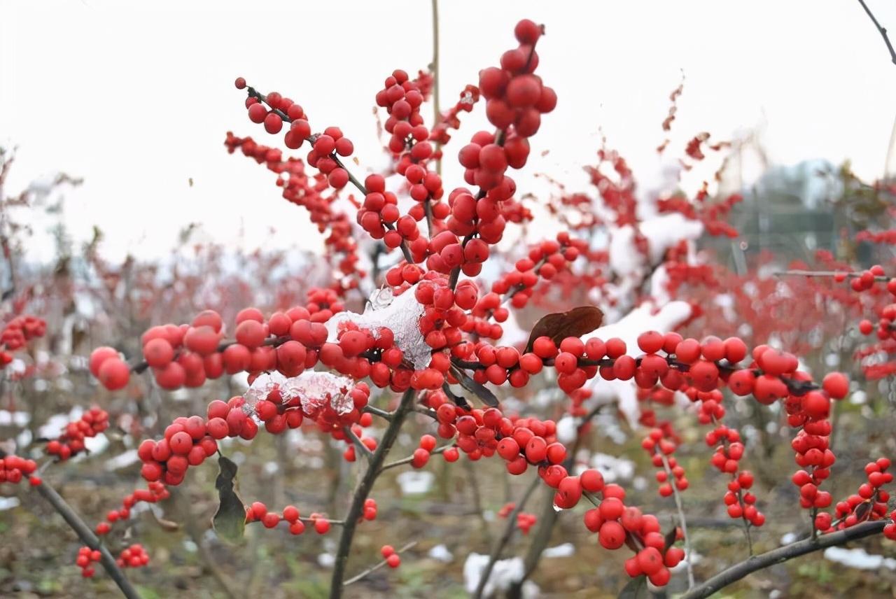 花卉绿植盆栽室外冬季养护