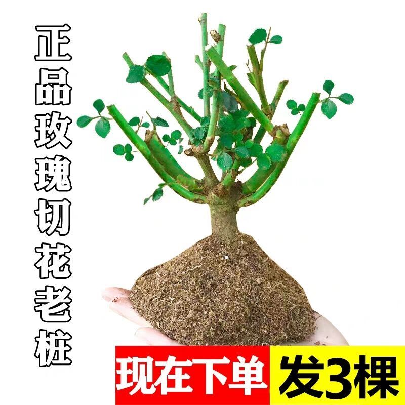 荷包花花苗室内绿植盆栽，美化家居的理想之选