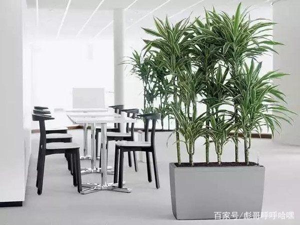 办公室绿植盆栽成品，美化工作环境的新选择