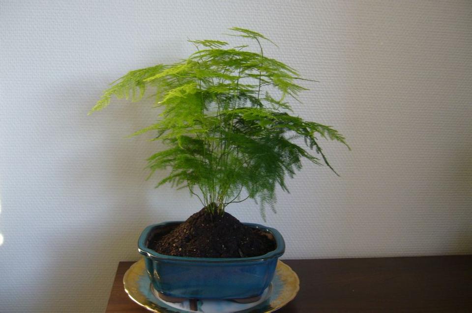 玄关绿植盆栽室内批发直播，美化家居的新趋势