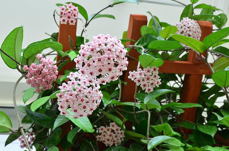 室内矮绿植盆栽，美化家居的精致之选