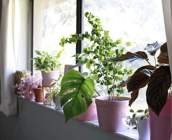 蓝花楹绿植室内盆栽大型——美化家居的新选择