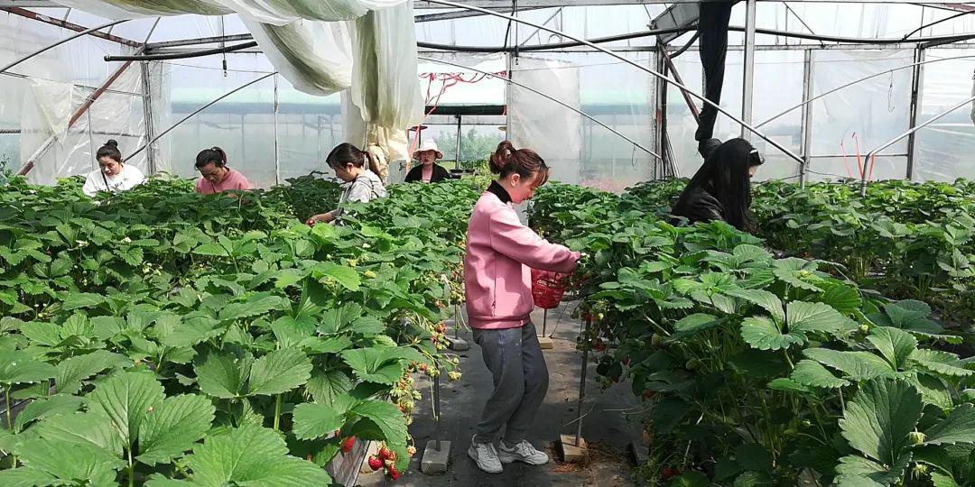 室内绿植盆栽，大个绿植盆栽好养活，美化家居的理想之选