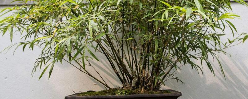 室内盆栽大绿植竹子的魅力与种植技巧