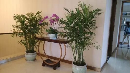 室内绿植盆栽大盆与独特造型，美化家居的新趋势