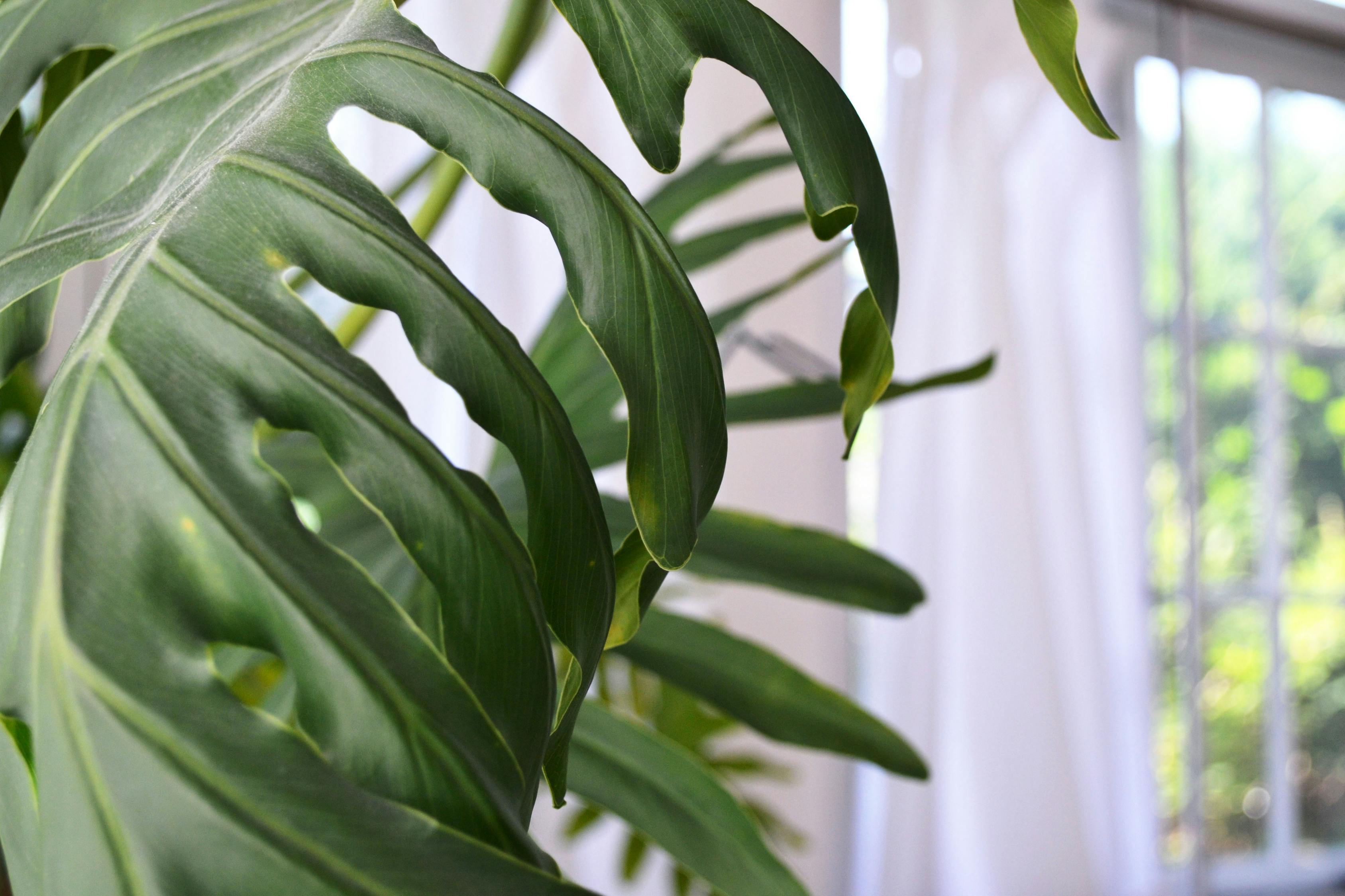 室内假绿植小盆栽，美化家居的新选择