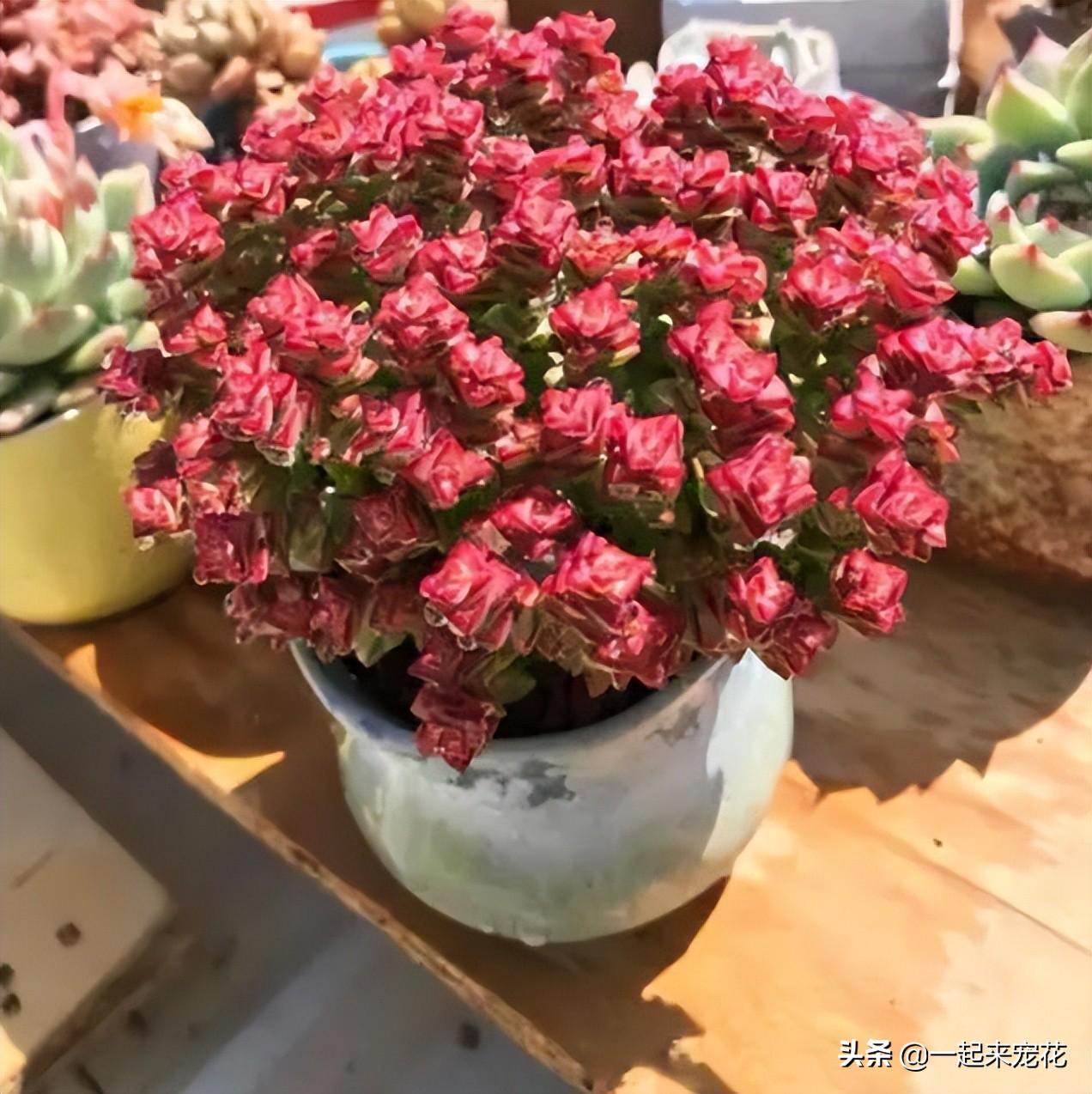 室内绿植盆栽，红色绿植的养护之道