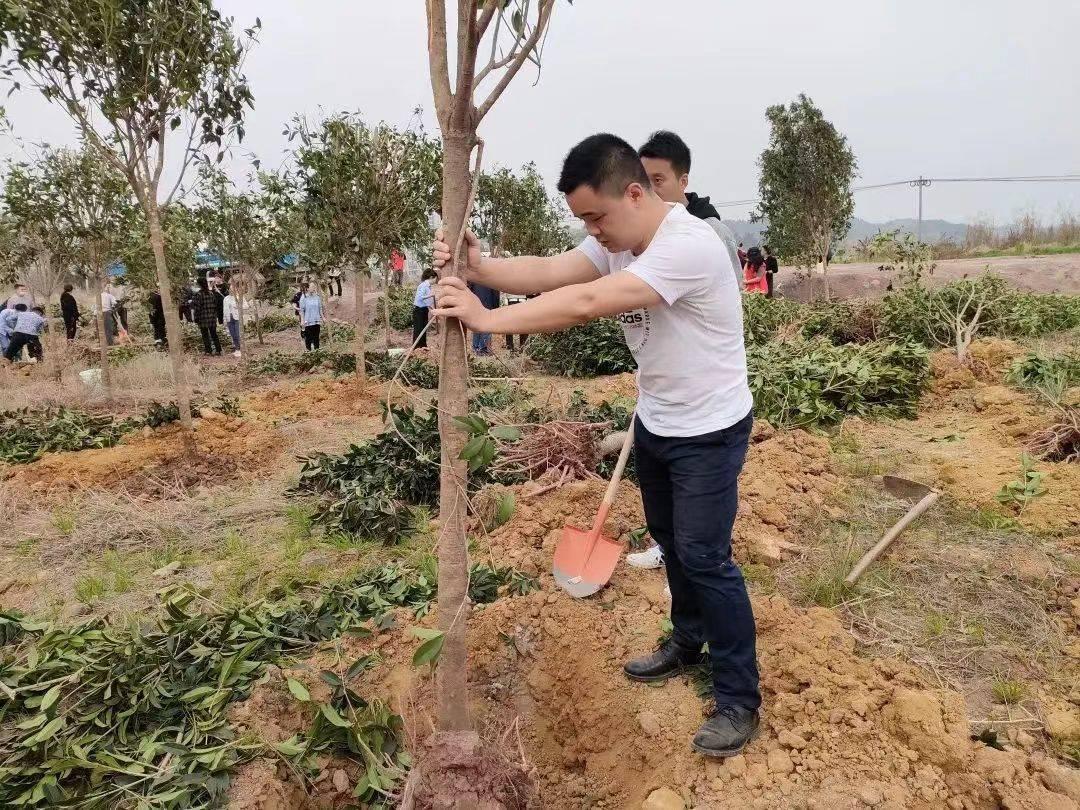 室内绿植盆栽，大棵别致与自然的和谐共生