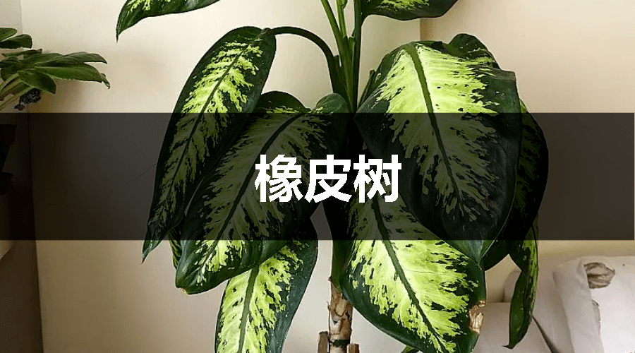 室内绿色生态的守护者，大棵绿植盆栽虎皮兰