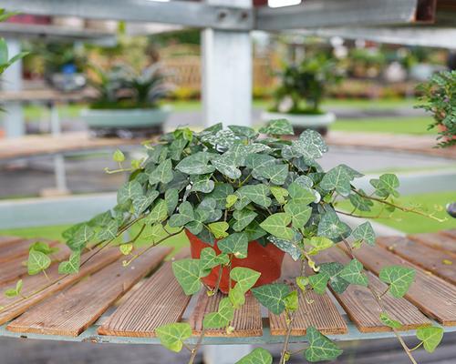 室内常青藤绿植盆栽的魅力与养护