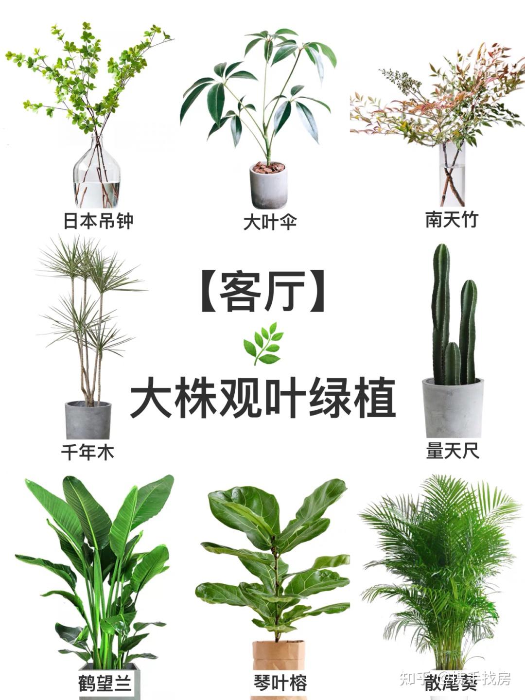 室内绿植与假花盆栽的种类及其选择