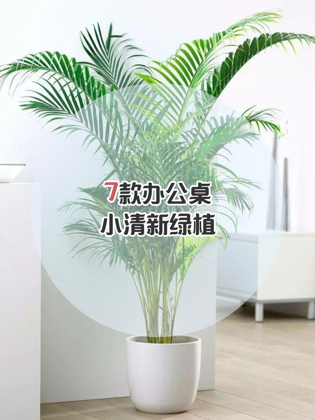 适合办公室绿植盆栽