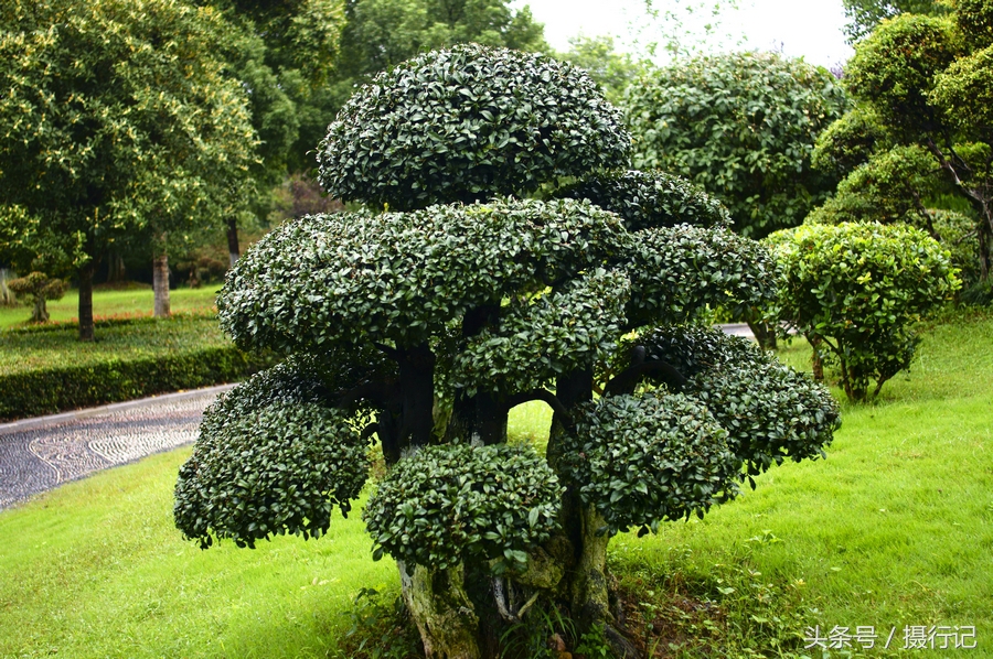 室外绿植盆栽，大棵造型的艺术与生态价值