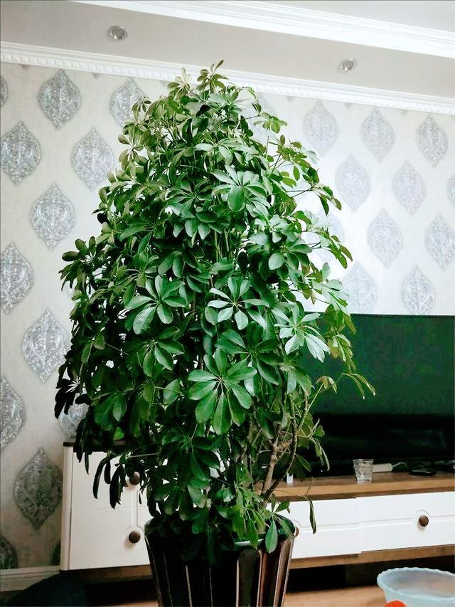 室外老桩大盆绿植盆栽的种植与养护