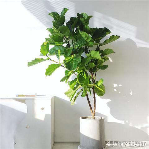 绿植盆栽与室内烧水茶壶，家居生活的和谐融合