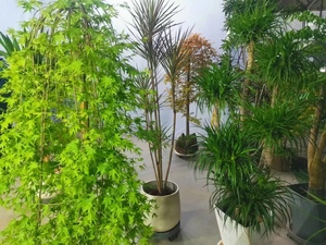 室外绿植盆栽，提升档次，展现大气之美