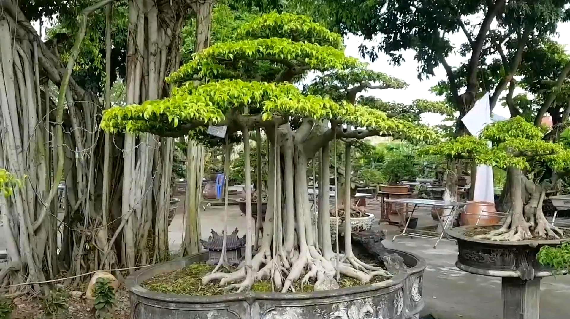 室内绿植大盆栽高档榕树，美化家居，增添生活情趣