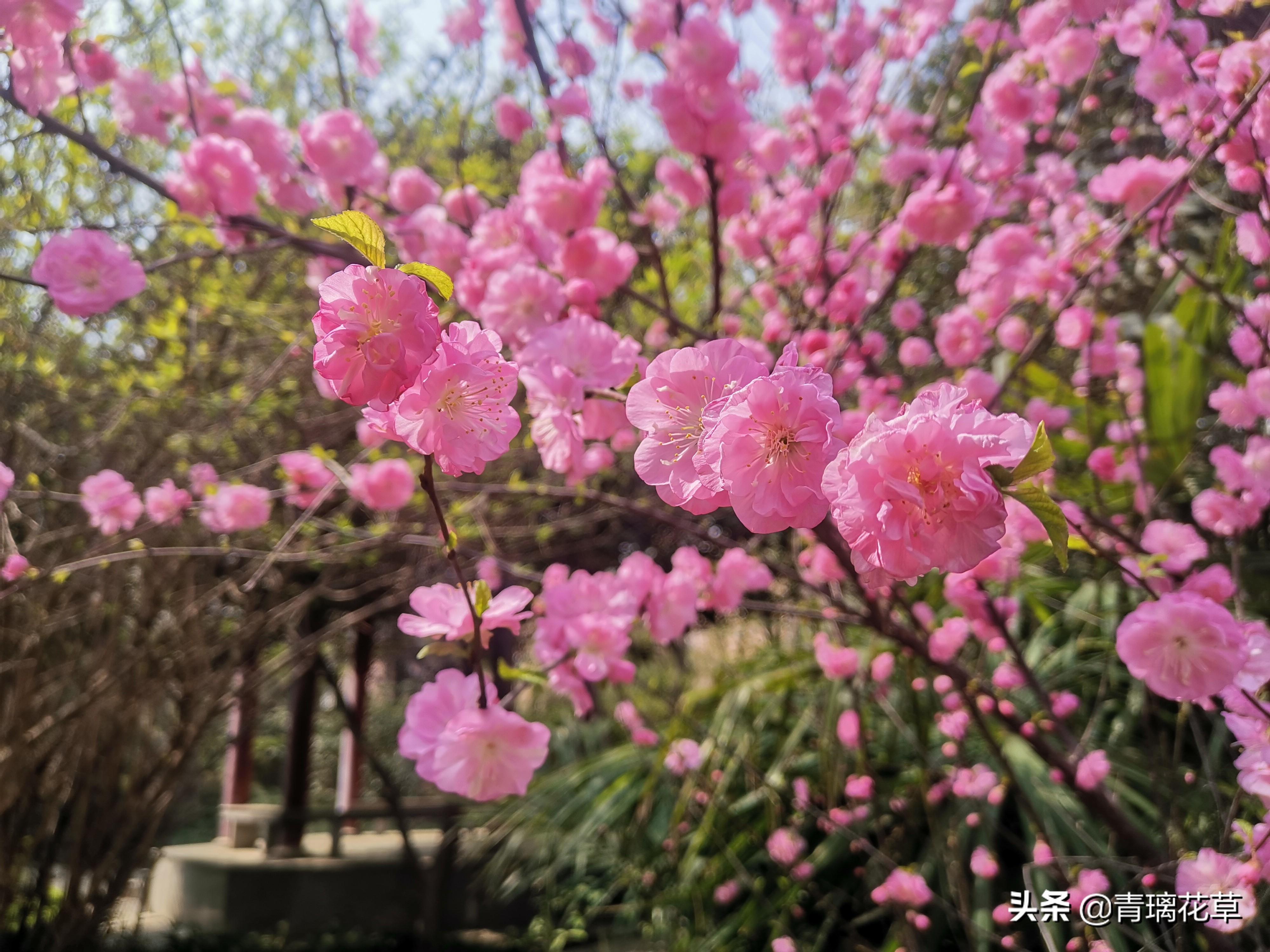 室内绿植盆栽牡丹，美化家居的优雅之选