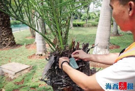 厦门室内绿植盆栽的独特魅力