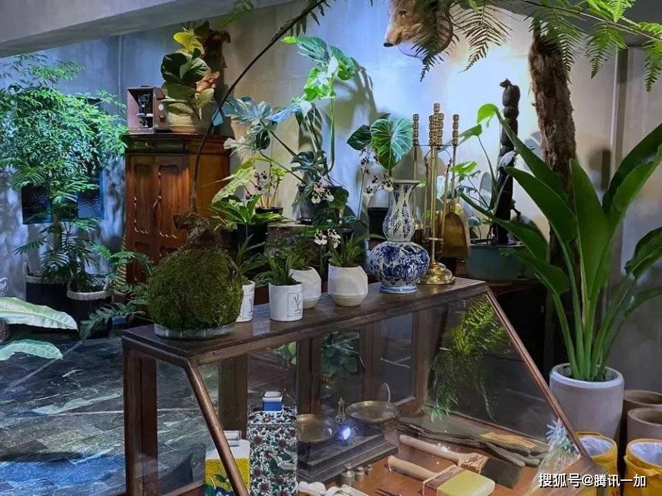 室外绿植盆栽吊挂盆的美学与实用性