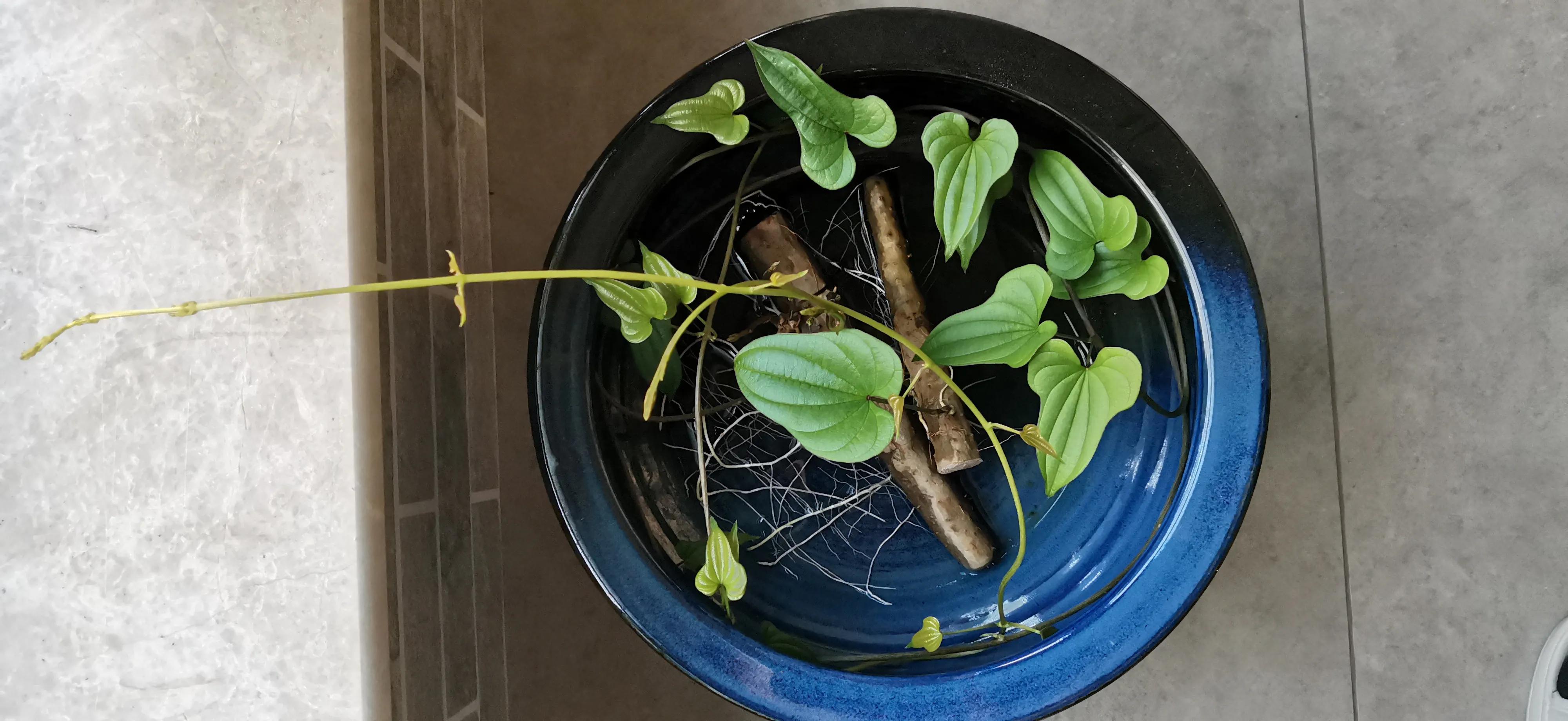 室内盆栽绿植推荐，美化居室的最佳选择