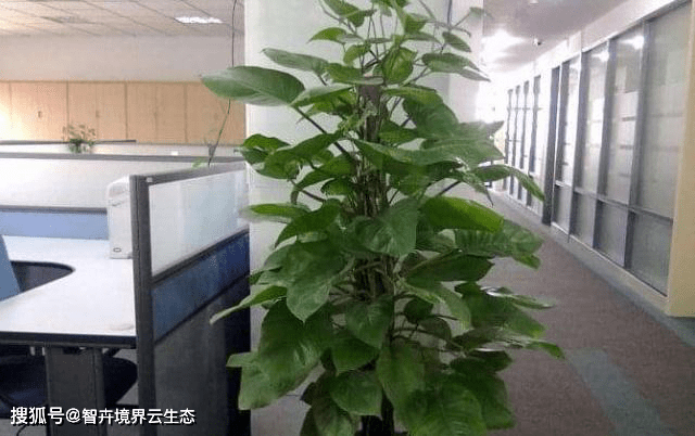 办公室绿植盆栽多种，美化工作环境，提升工作效率