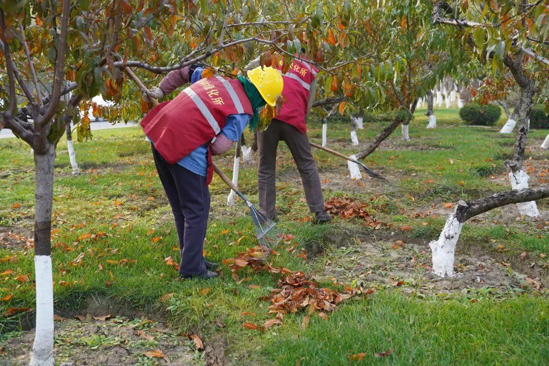 室内耐低温水养绿植盆栽，美化家居的自然之选