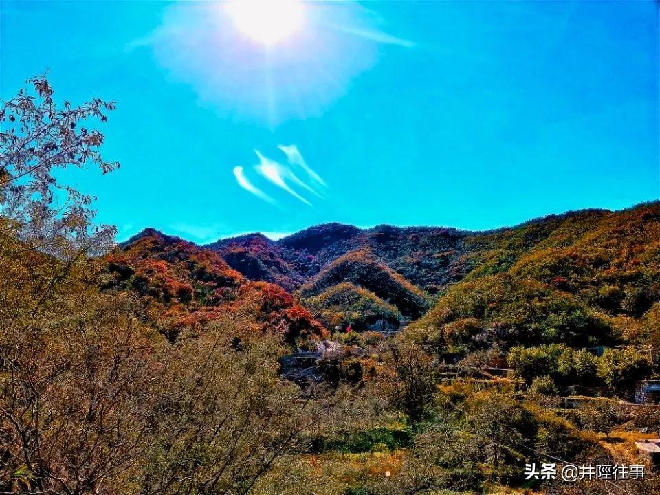 山西室内花卉绿植盆栽，美化生活的绿色选择