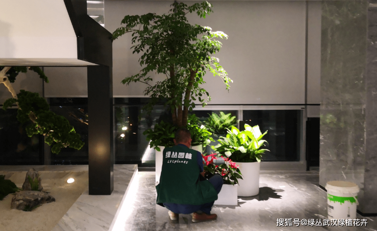 办公室绿植大盆栽与风水，和谐融合的自然力量