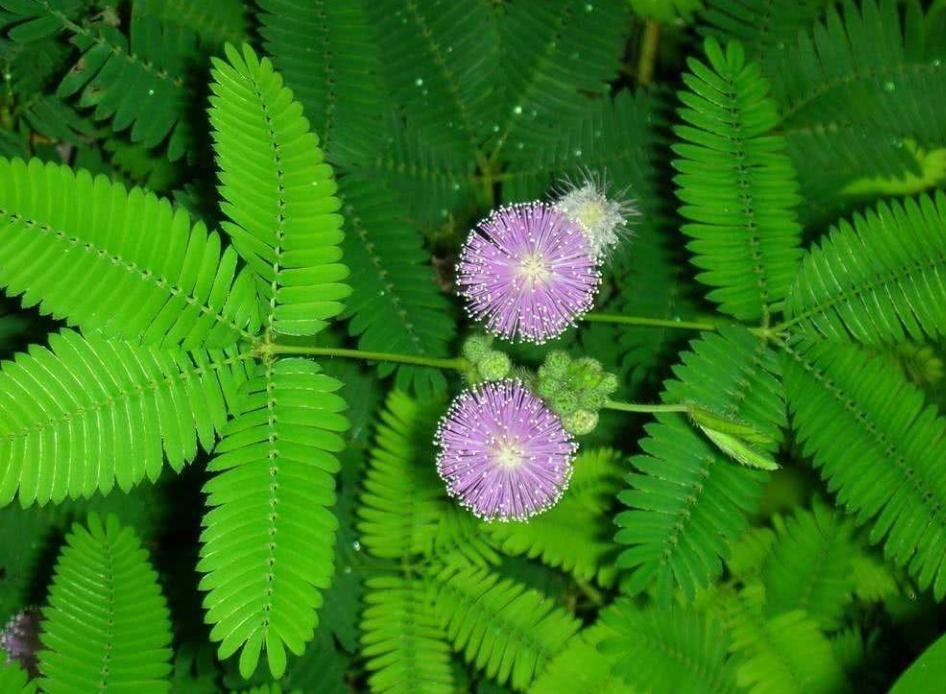 室内绿植盆栽含羞草，一种独特的绿色生活艺术