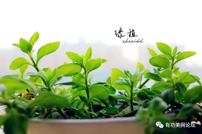 绿植盆栽，室内水植的艺术与生态美学