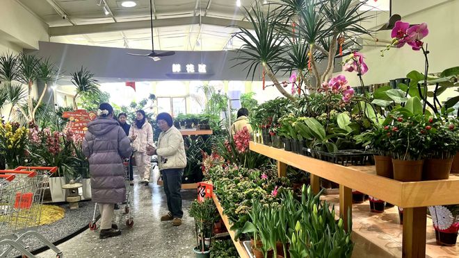 桐乡市绿植盆栽室内批发，繁荣的市场与未来的机遇