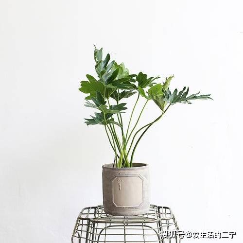 室内绿植盆栽，水养春羽的魅力与养护