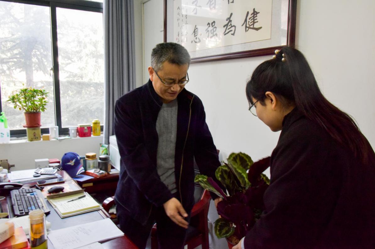 室内花卉盆栽大绿植，美化家居的绿意之选