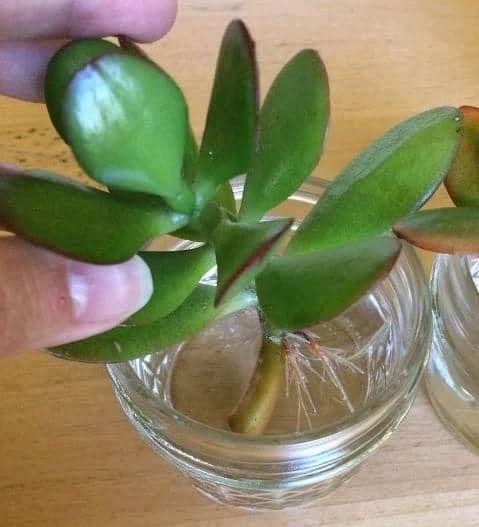 室内绿植盆栽水培玉树种植指南