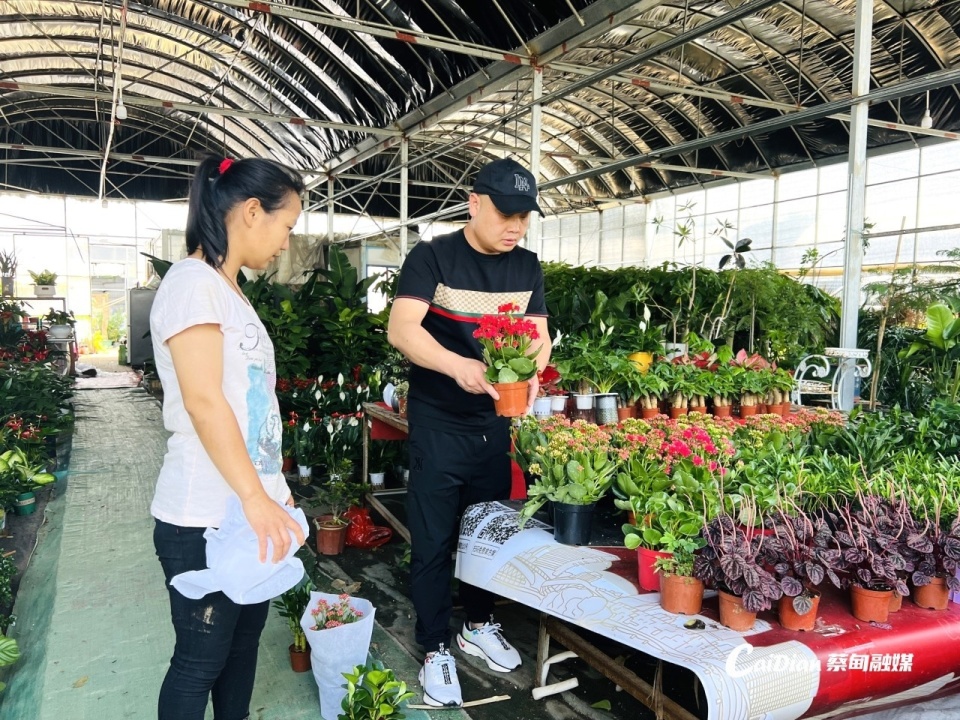 室内绿植盆栽，小型带香味植物的魅力