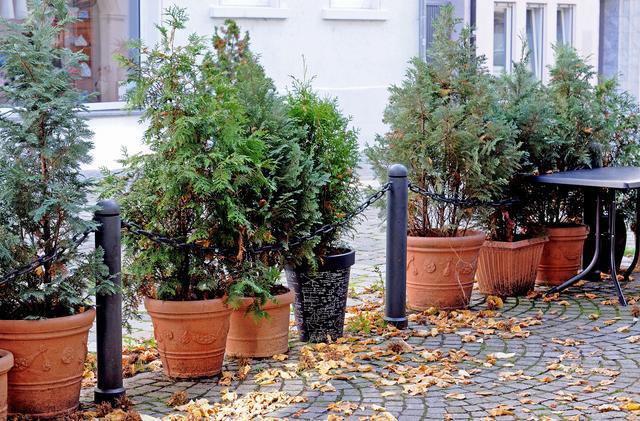 室外门口盆栽绿植的选择与种植建议