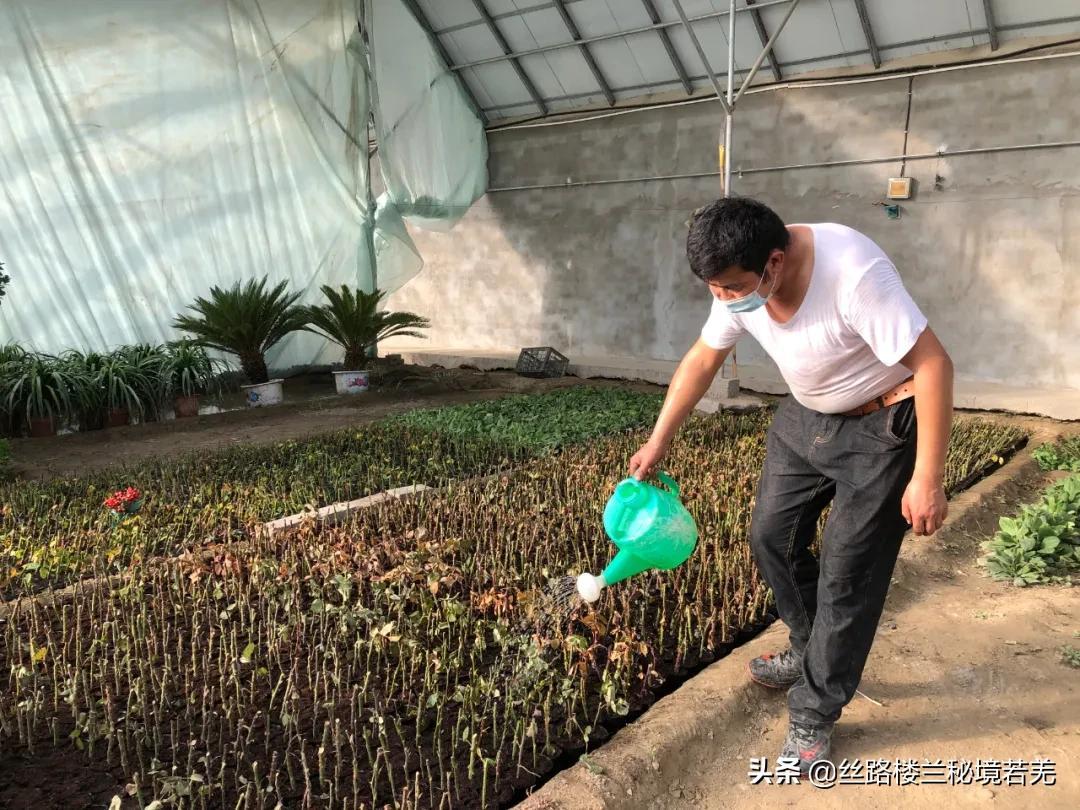 彩色室内绿植盆栽，美化家居，增添生活色彩