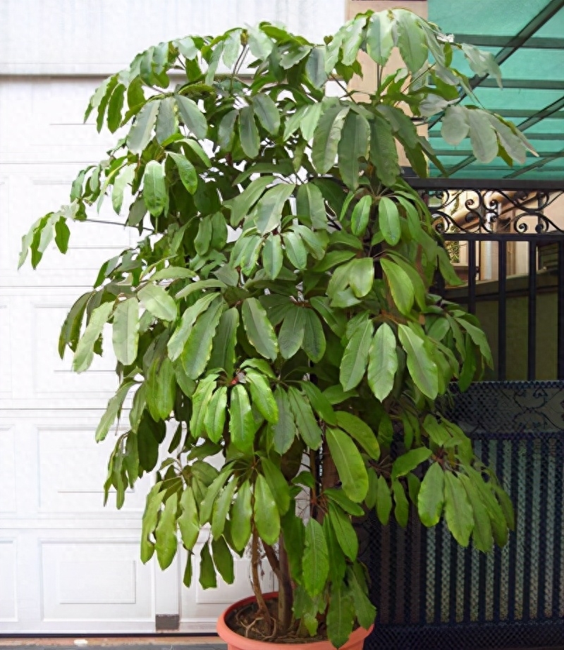 室内绿植大盆栽大叶伞的魅力与种植技巧