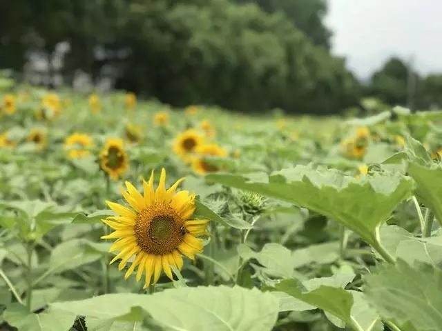 室外太阳花与绿植盆栽的魅力