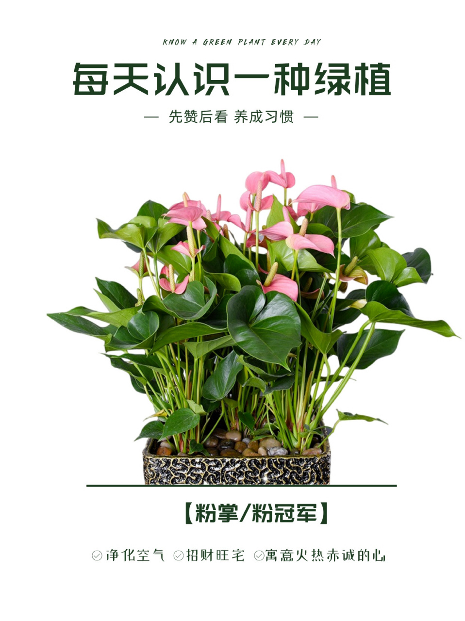 室内绿植粉掌盆栽，美化家居的优雅之选