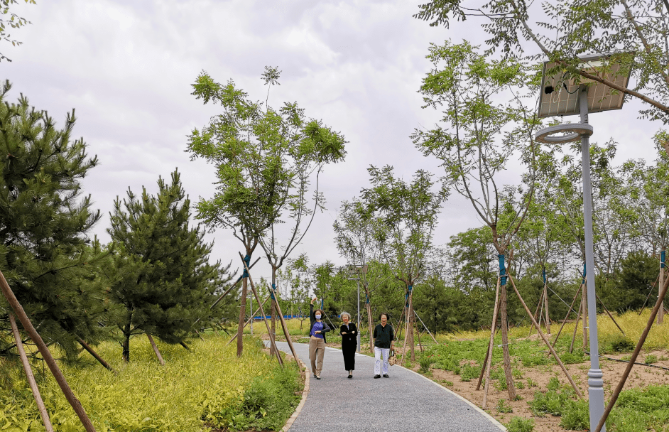 北京奥林匹克公园鸭子，城市中的自然魅力