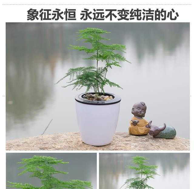 绿植盆栽室内发财树的水培技术与管理